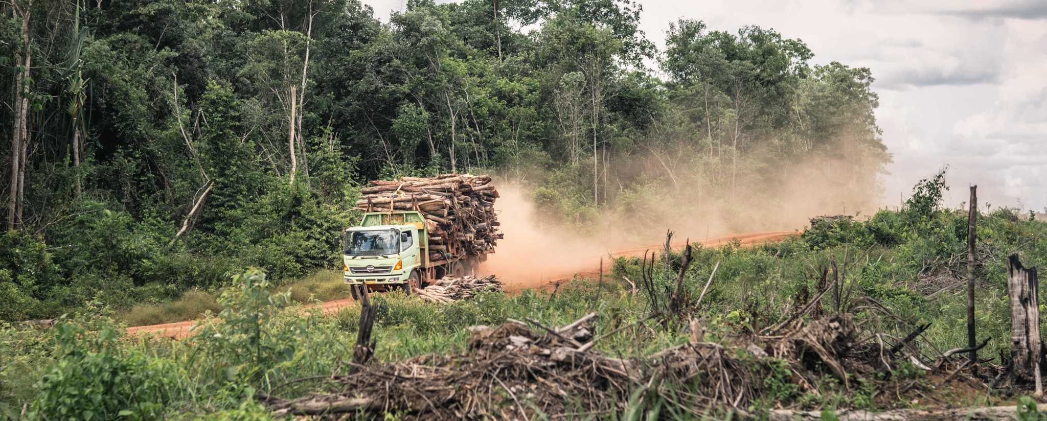 Sebuah truk milik Medco membawa kayu hasil tebangan melintas di sepanjang jalan antara hutan yang masih utuh dan yang sudah gundul. 