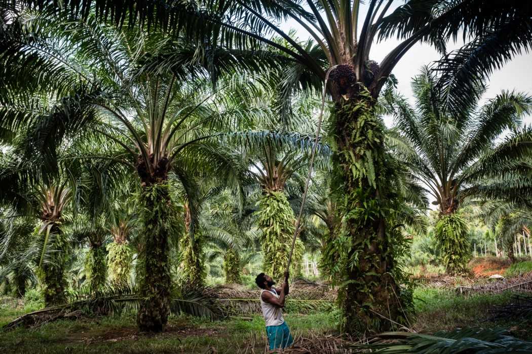 A Papuan man labouring in a Korindo Group plantation in southern Papua.