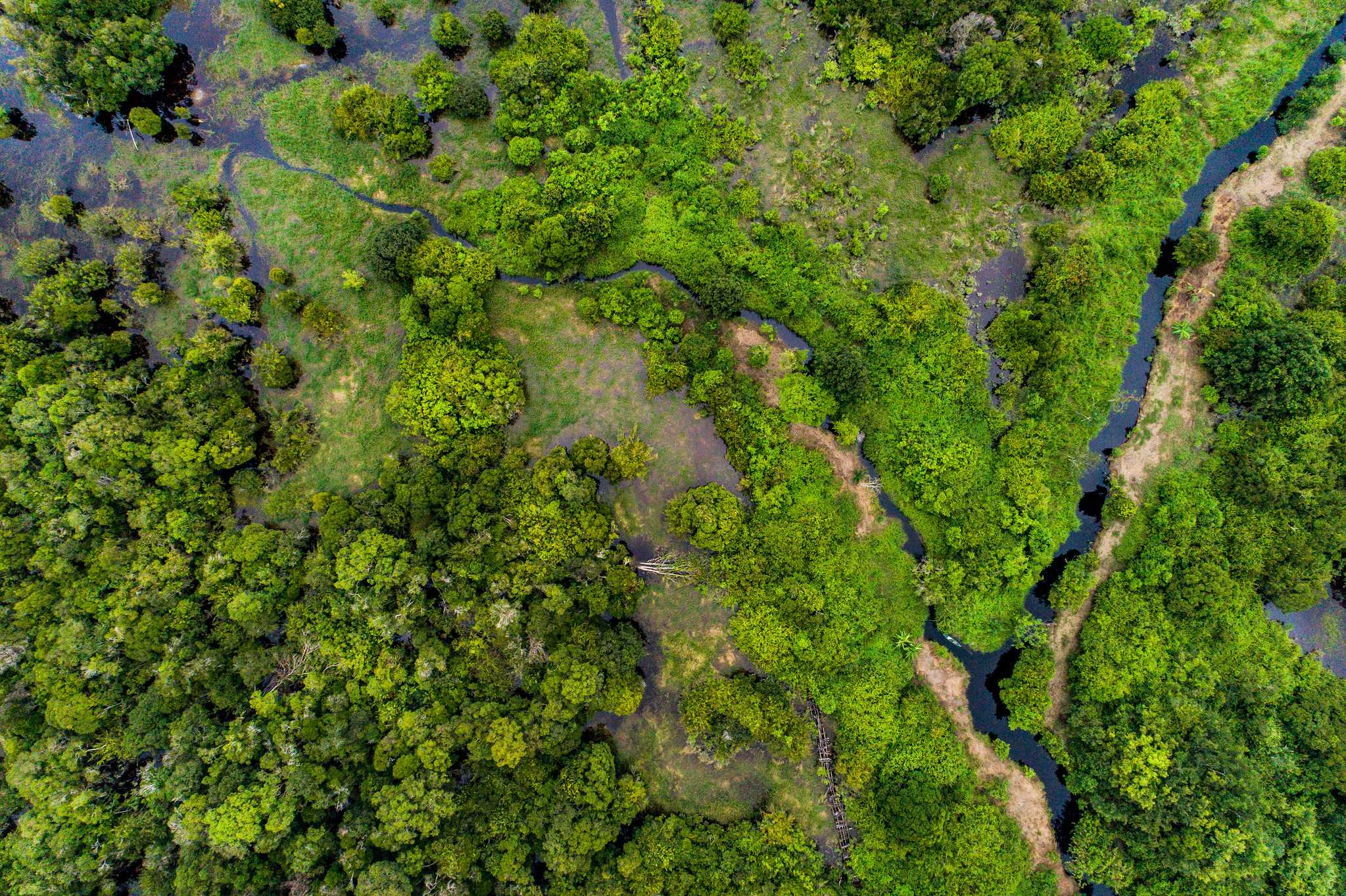 Peatland forest in Parupuk village, Katingan. Central Kalimantan. 