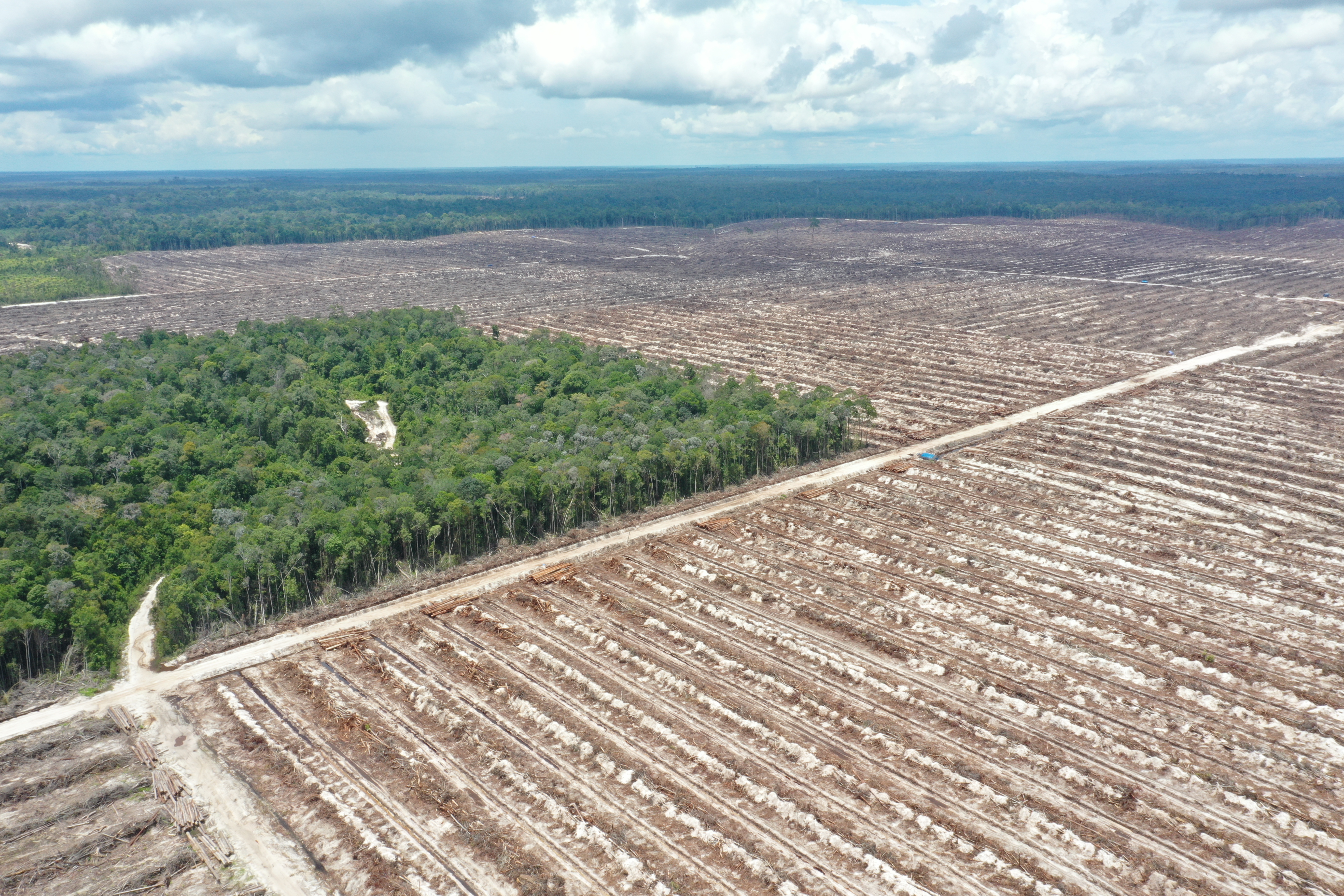 Land deforested for a timber plantation in Central Kalimantan in October 2022.