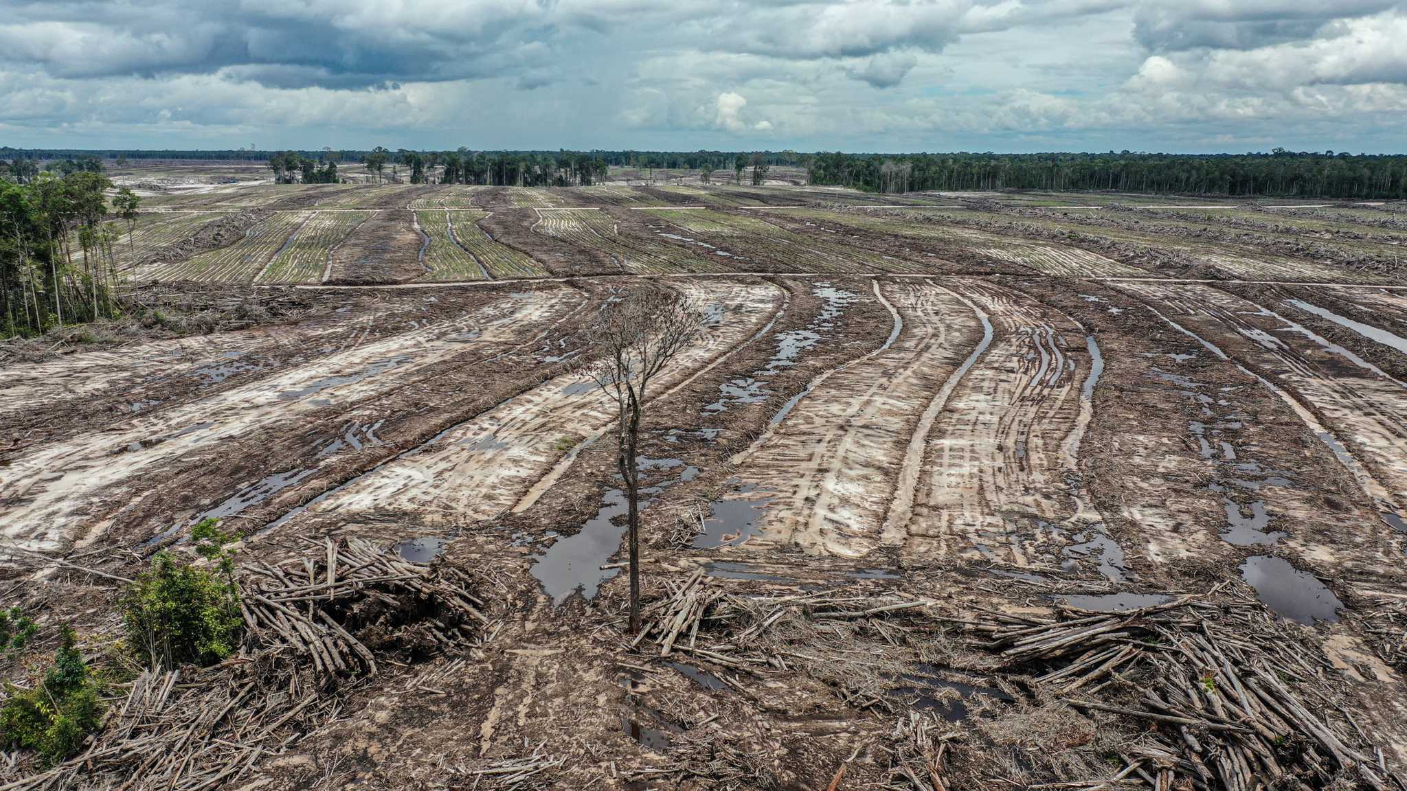 Aerial view of land cleared at forest zone area that will be used as a food plantation area for Food Estate project in Sepang, Gunung Mas, Central Kalimantan. 