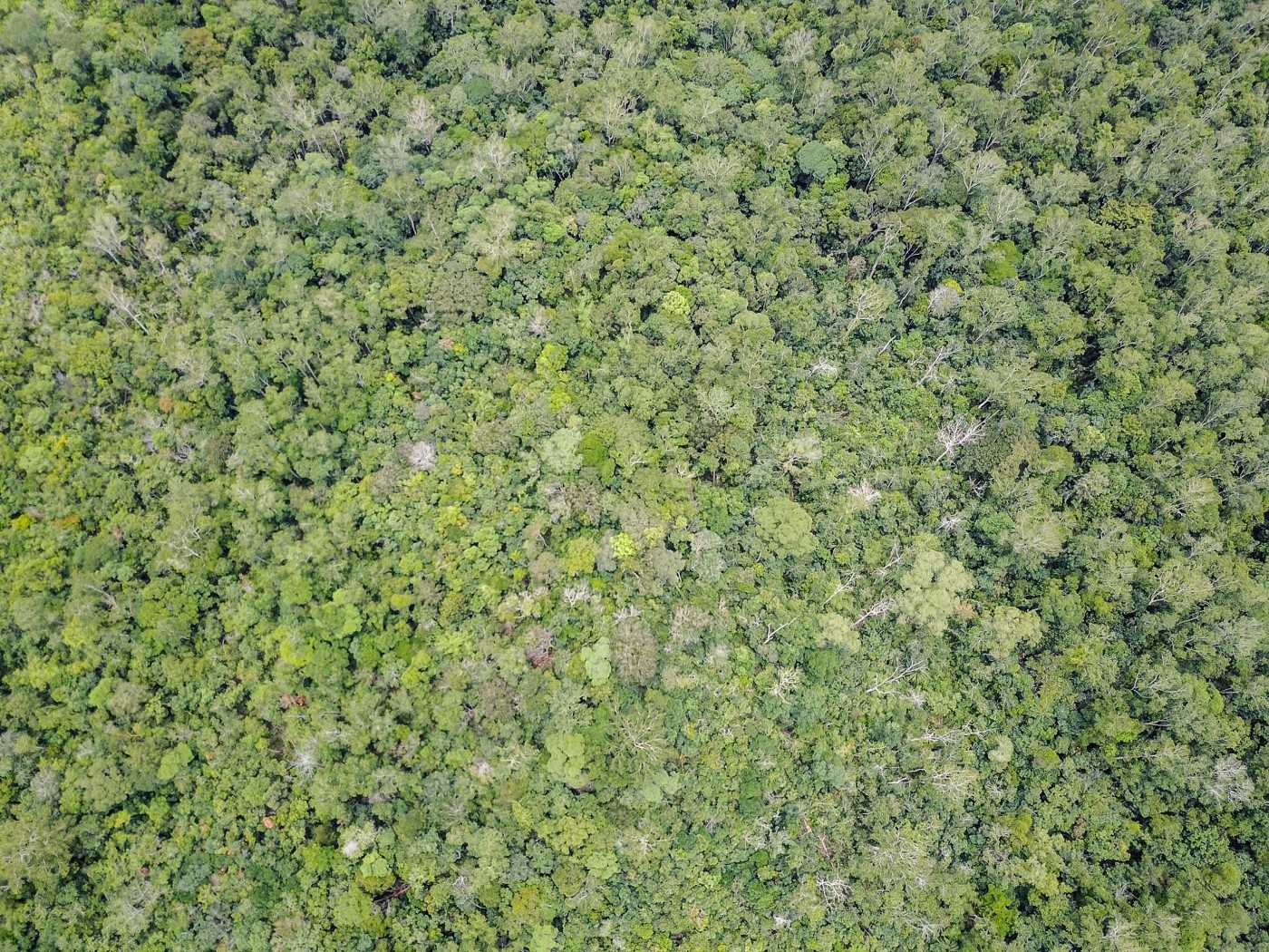 Forest canopy in Gunung Mas, 2017