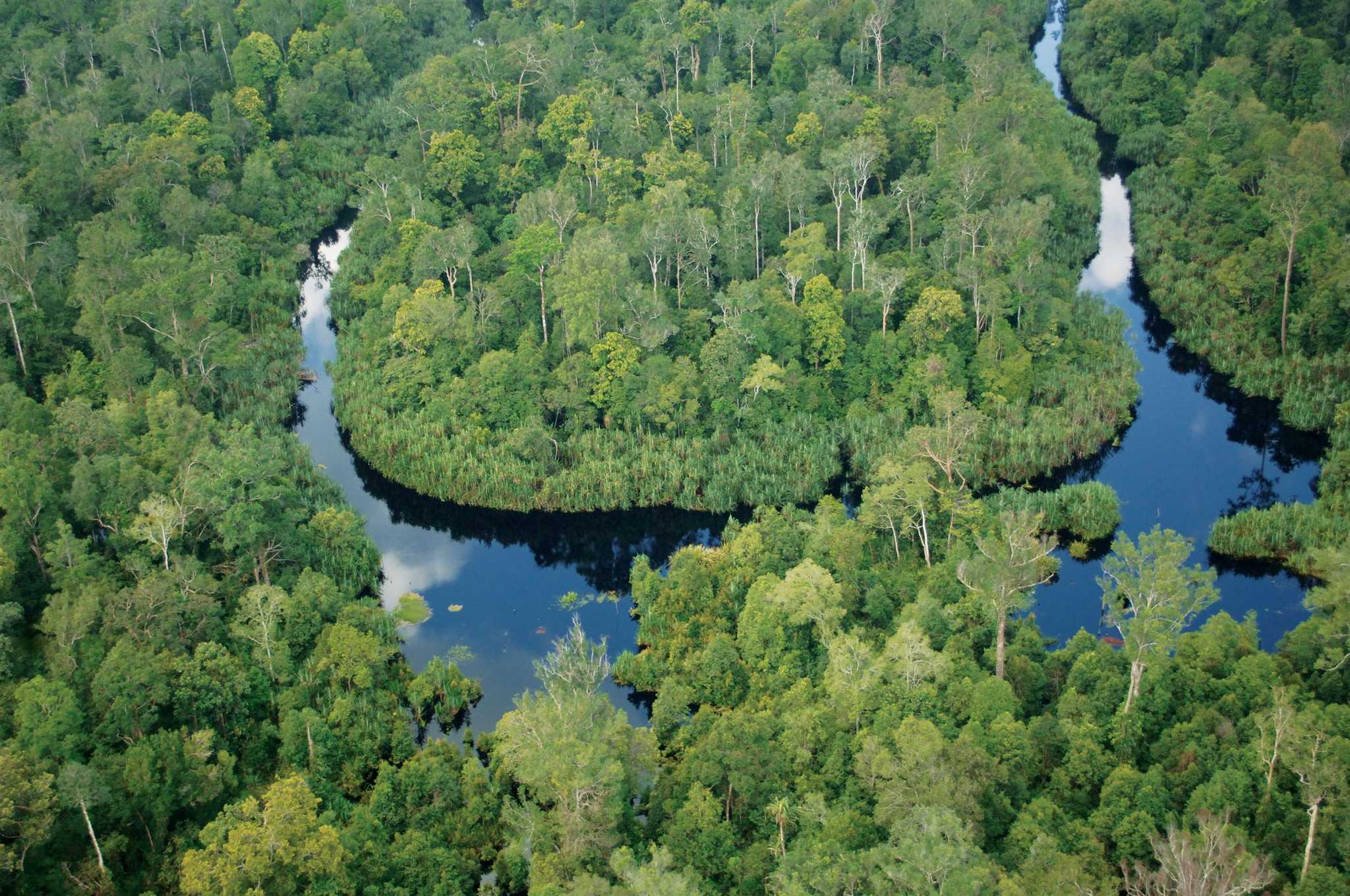 Kerumutan Peat Swamp Forest, Sumatra. © Greenpeace.