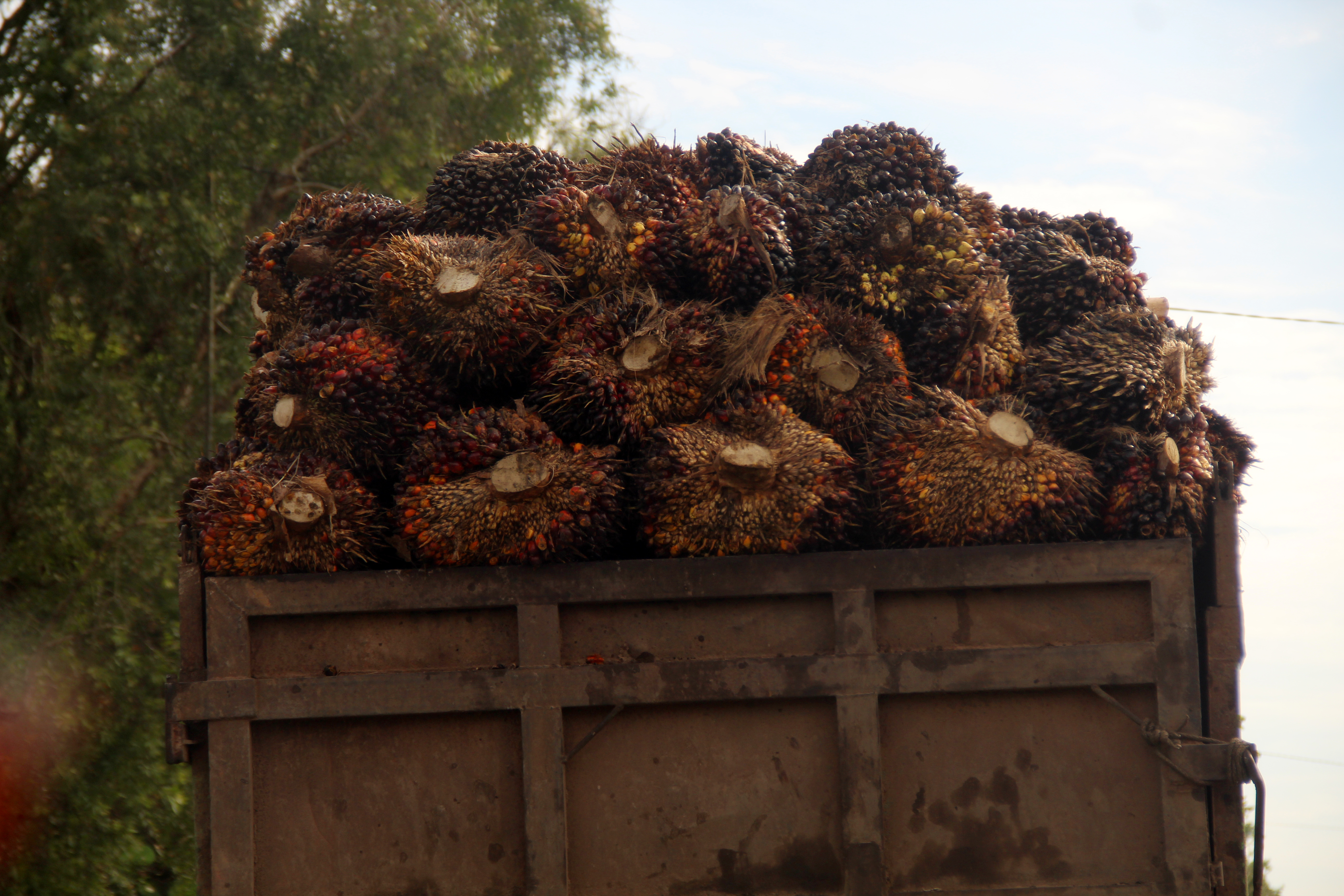 A truck carrying palm fruit on the main road through Teluk Bakung. Photo: Saga Chang.