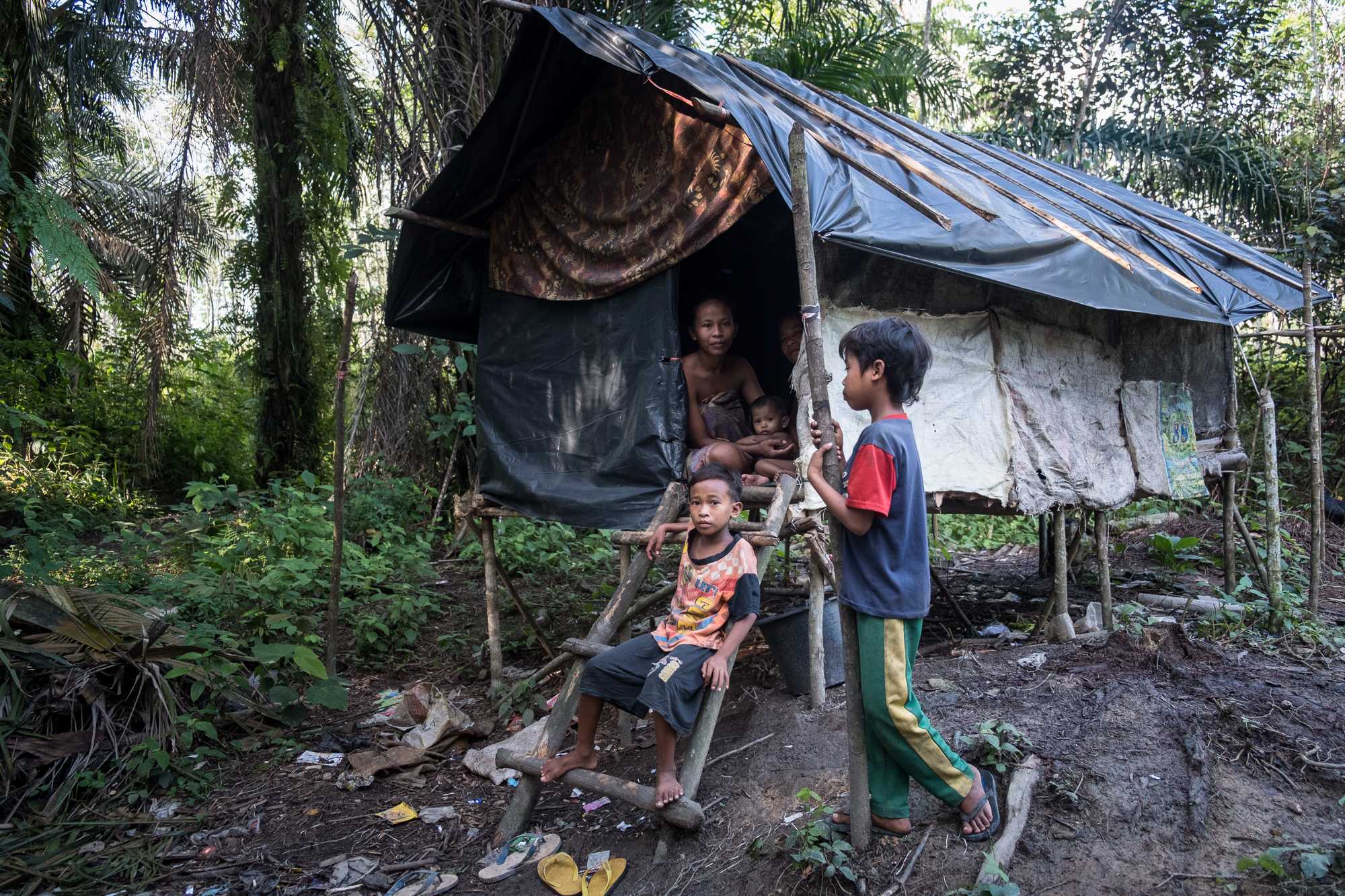 Photo of Suku Anak Dalam families living in ramshackle huts with tarpaulin roofs. 
