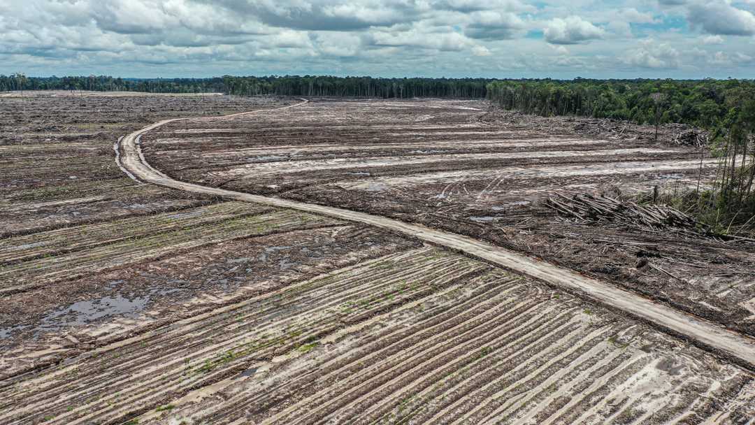 Prabowo’s food estate ambitions crash into reality | The Gecko Project