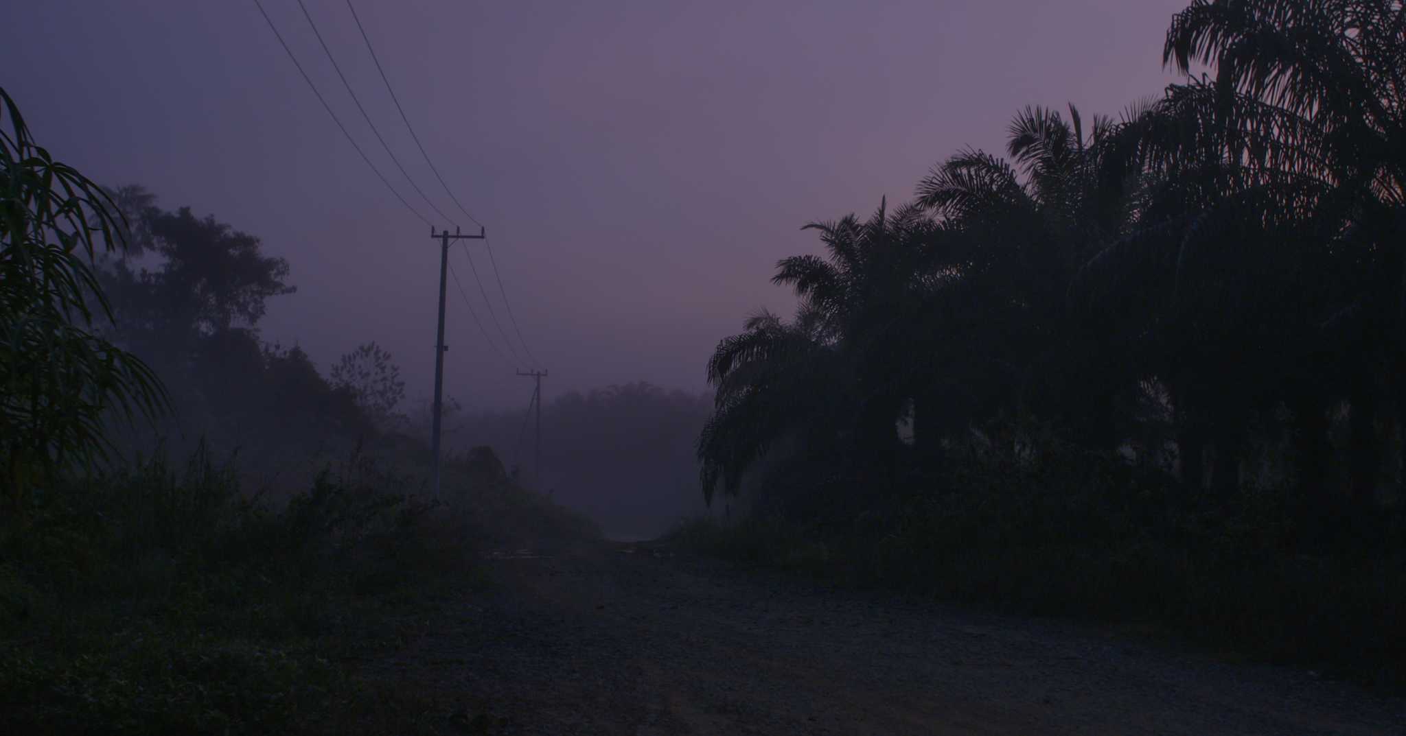 Dawn in an oil palm plantation in North Kalimantan.