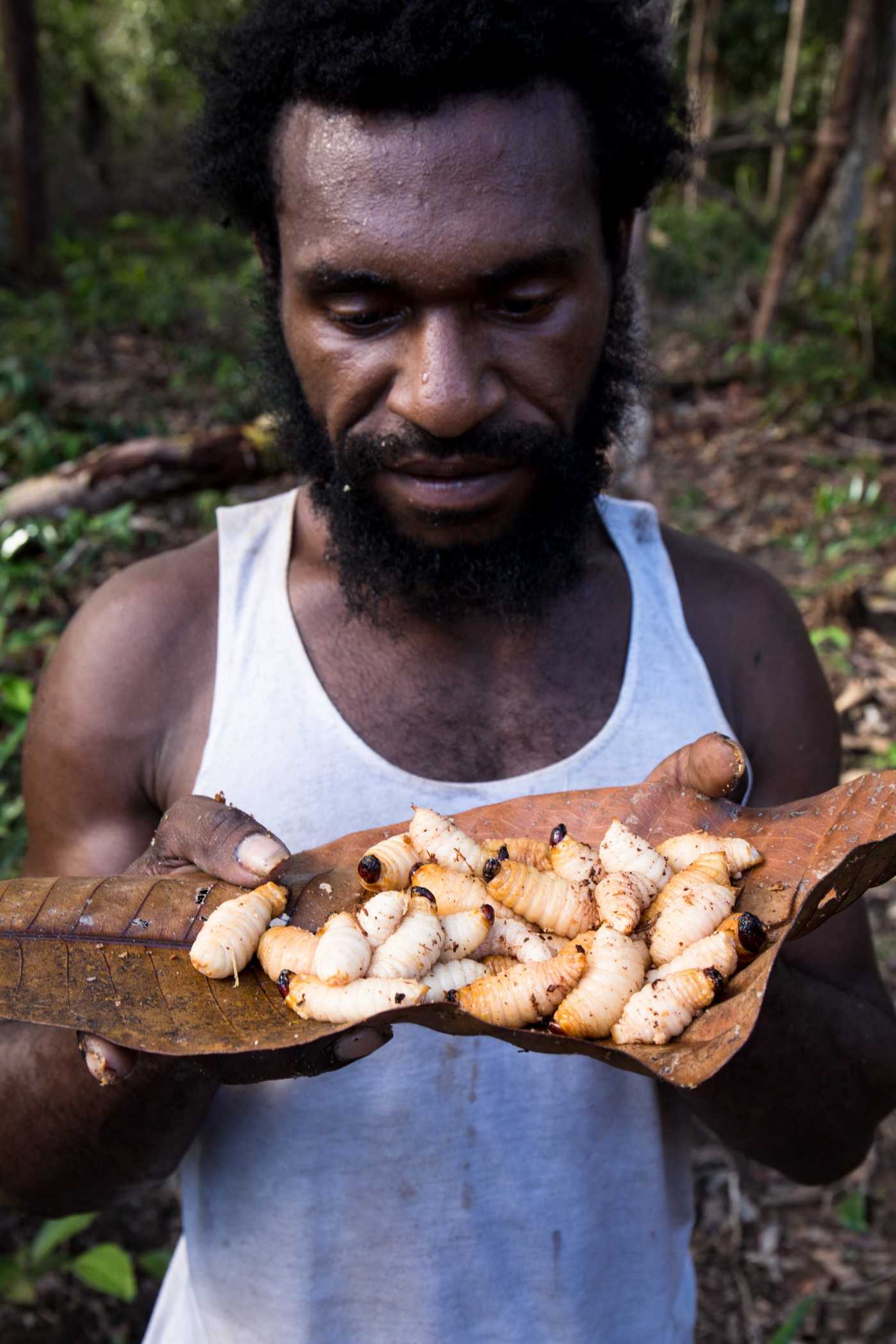 Grubs from sago palms are a prized source of protein for indigenous Papuans.