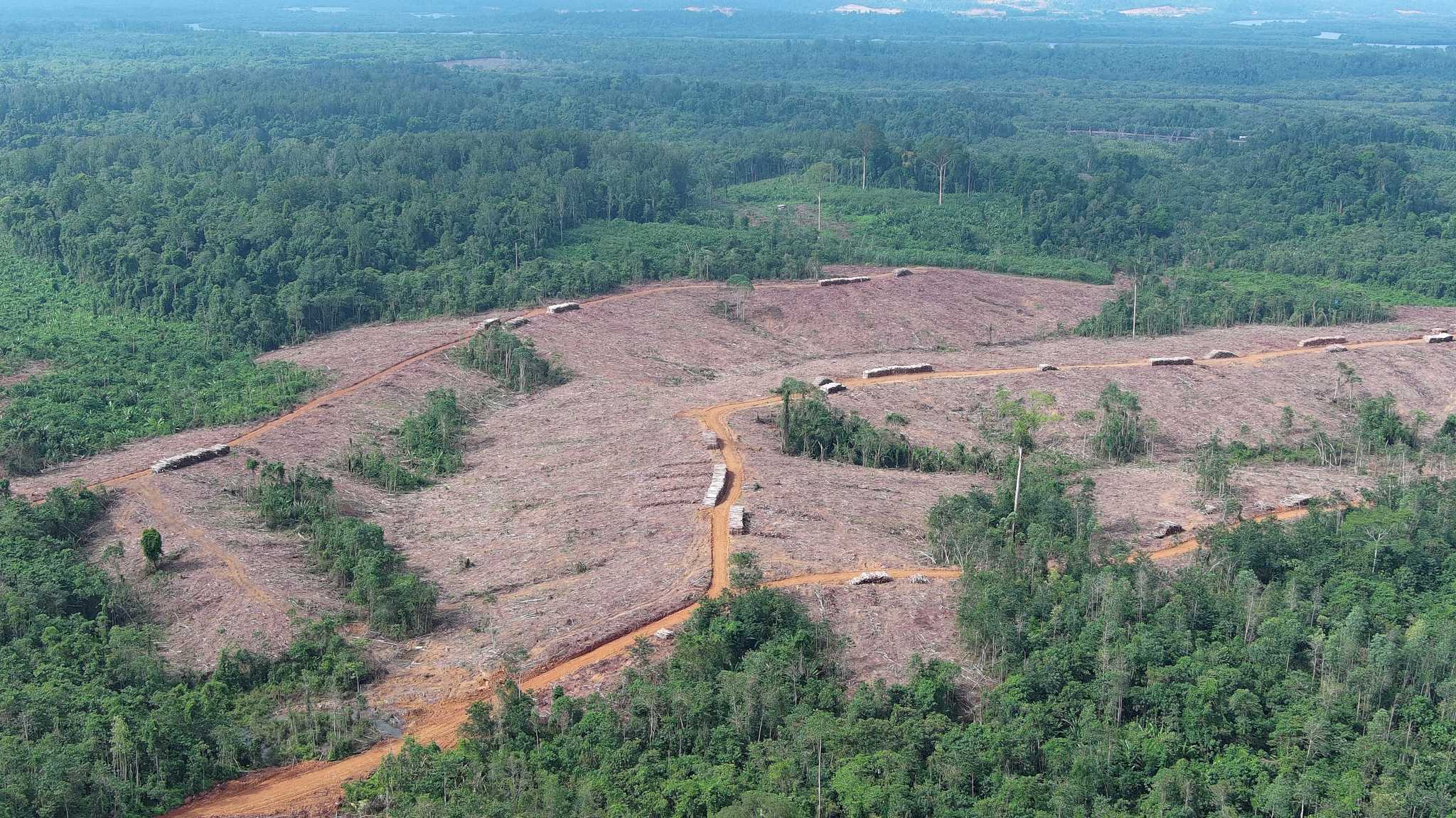 Deforested land in Tanjung Redeb Hutani's concession, in August 2024. 