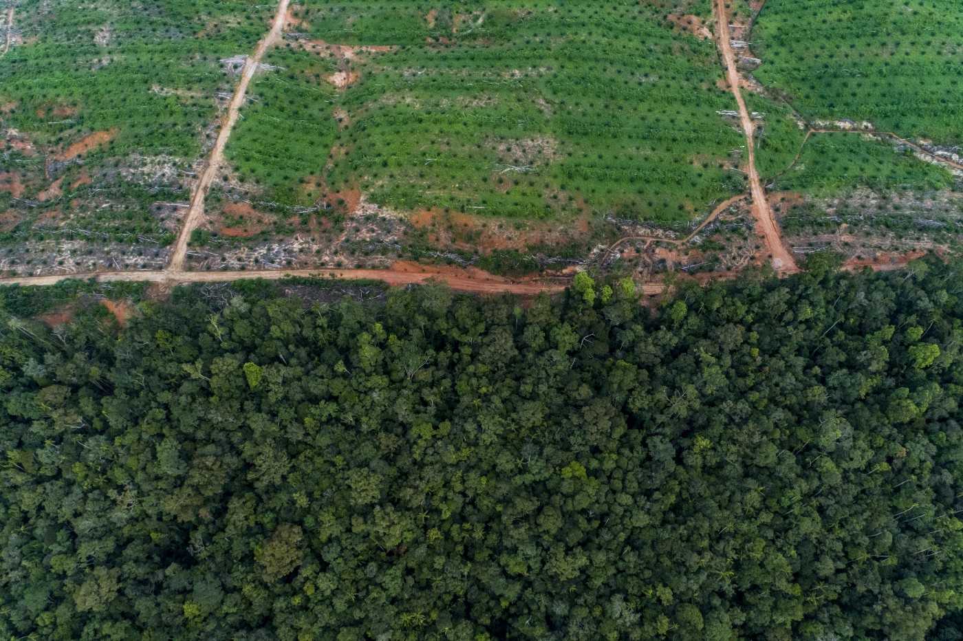 Sawit dan hutan hujan di sekitar kawasan Proyek Tanah Merah, 2017. 