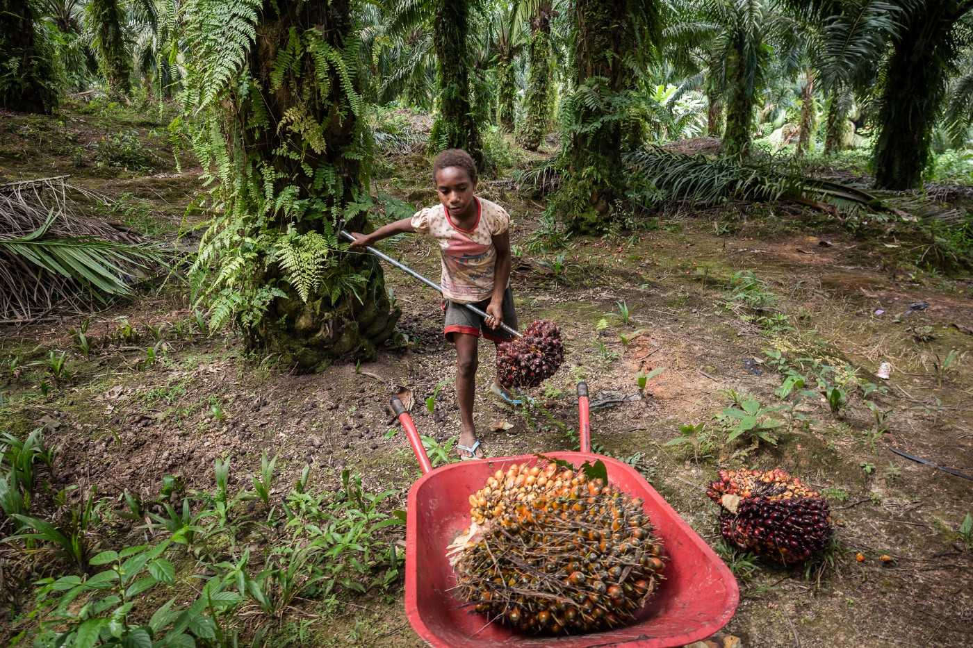 Samela labours on the Korindo palm oil estate in Boven Digoel District. 