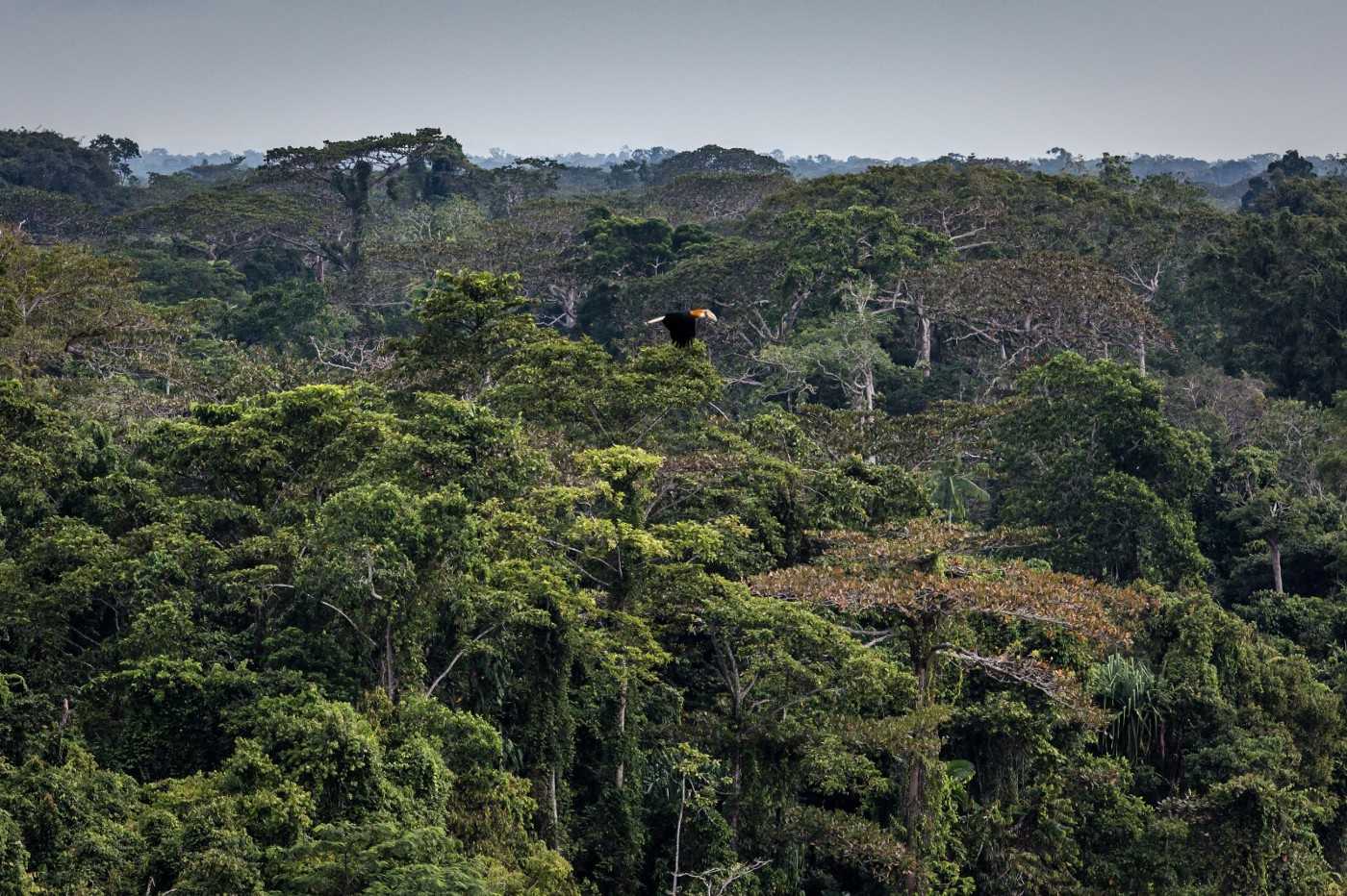 Seekor burung enggang terbang di atas tajuk hutan hujan di Papua.