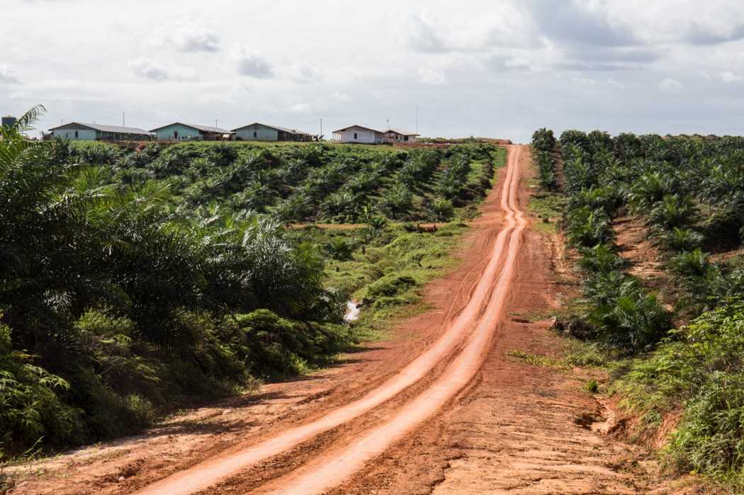 A road through Korindo Group’s plantation in Boven Digoel, where Marius Betera was allegedly assaulted.