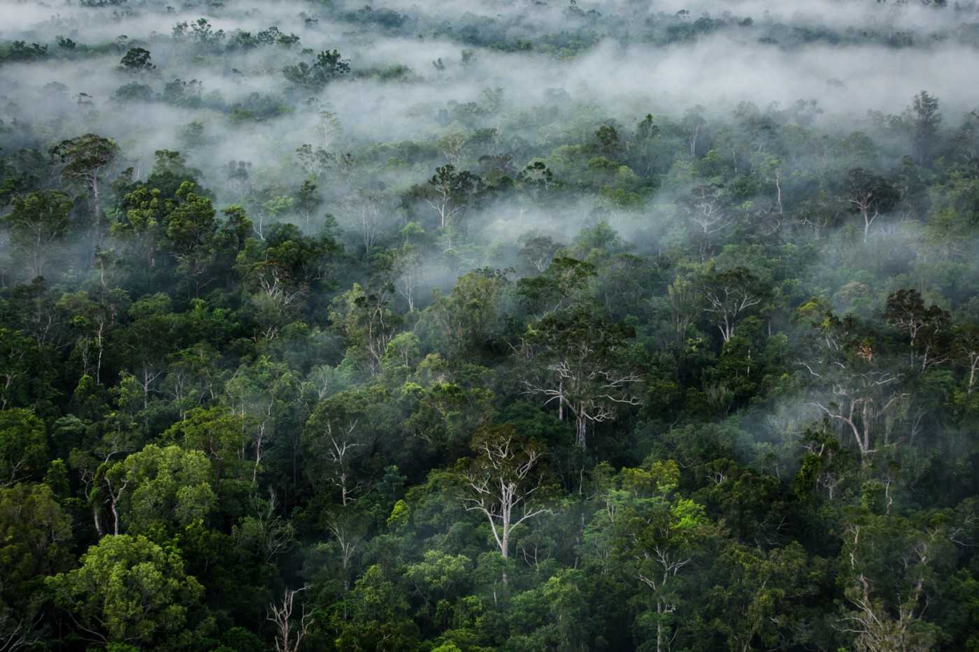 Hutan di Boven Digoel, 2018. Foto oleh Ulet Ifansasti untuk Greenpeace.
