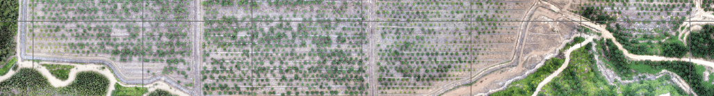 A drone image of PT Sanggam Kahuripan Indonesia’s plasma plantation in 2017. By Sawit Watch.