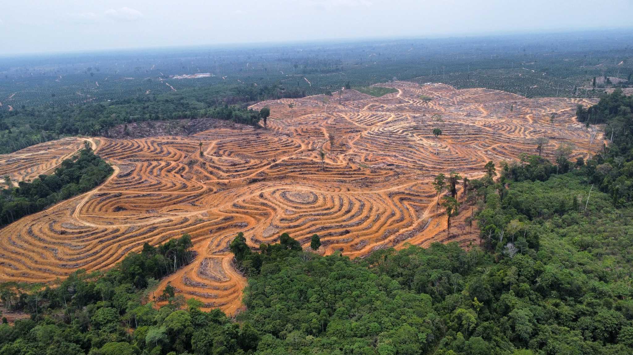 Deforested land in a concession owned by Sulaidy and his partners in East Kalimantan province, in September 2023. By Pradarma Rupang/The Gecko Project.