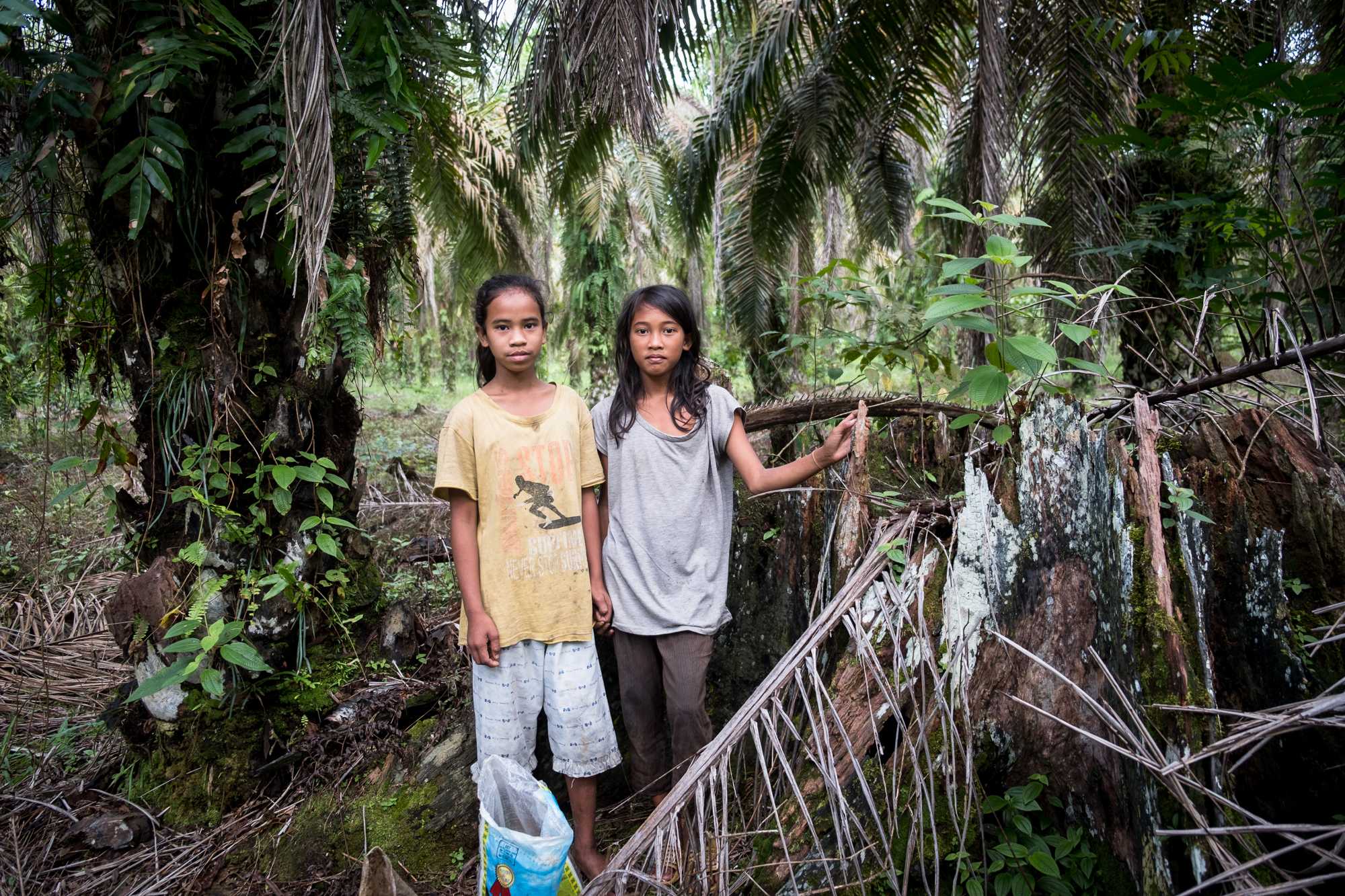 Yenita and Meriyana, Suku Anak Dalam in their early teens, say they have never attended school. They help their families gather loose oil palm fruitlets.