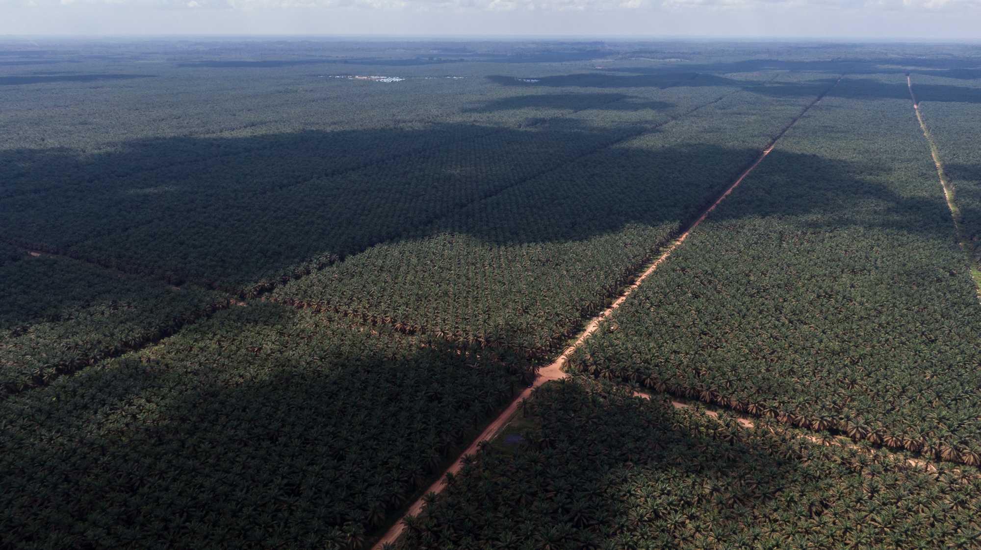 An oil palm plantation in South Sumatra. Photo: Nopri Ismi.