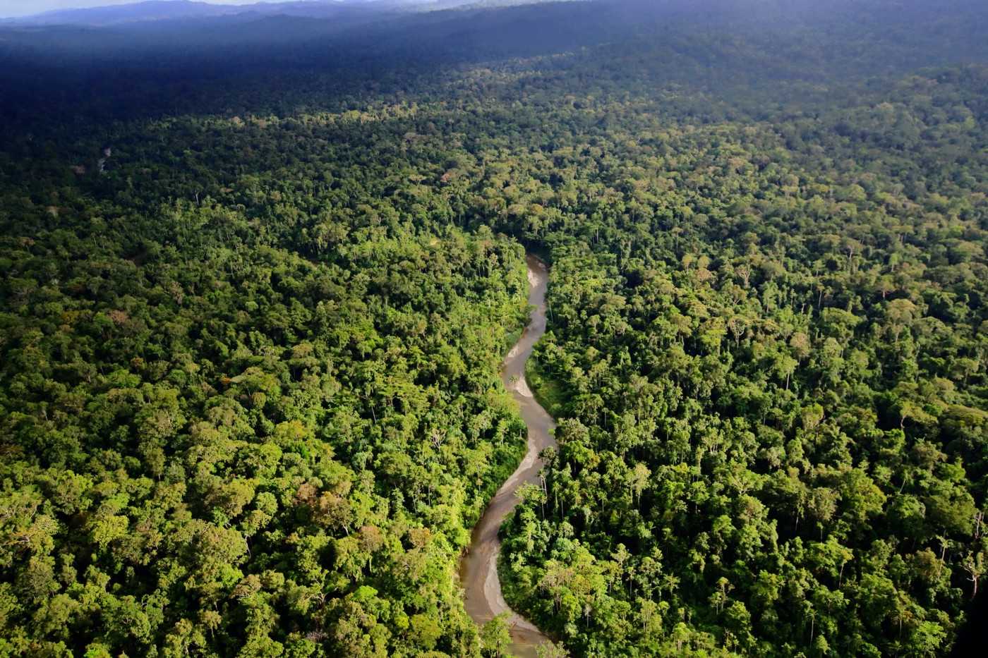Rainforest in Boven Digoel district, Papua, in February 2020.