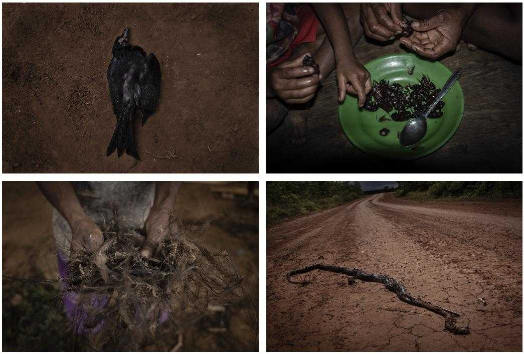 Top left: Indigenous people who live in areas where the forest has been cleared tell stories of falling birds. Top right: Sago beetles are a local delicacy. Bottom left: Feathers from the cassowary, a large, flightless bird that resembles a colourful emu. Bottom right: A snake crushed in the plantation road.
