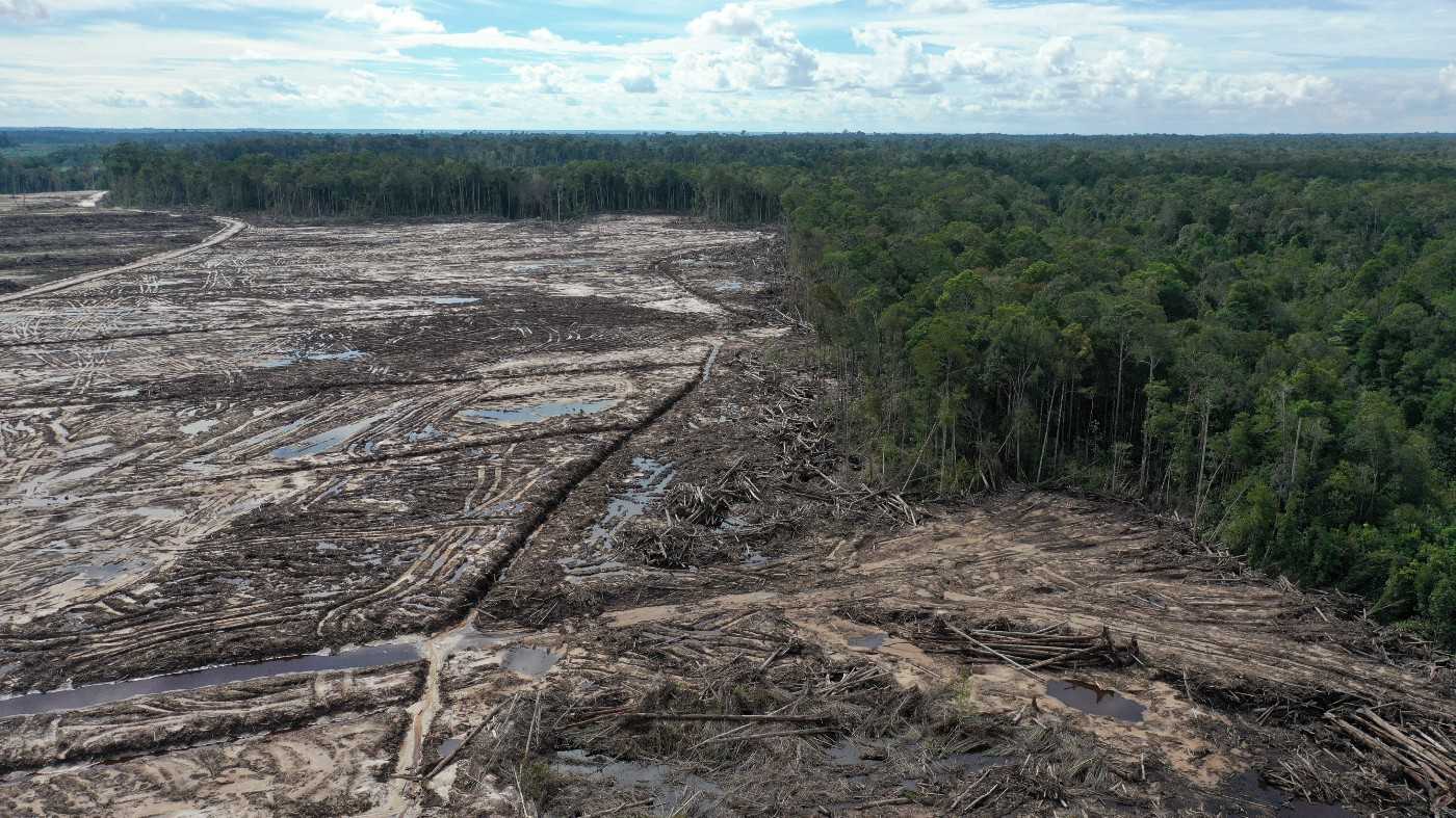Pembabatan hutan untuk lokasi perkebunan singkong di Kalimantan Tengah, Agustus 2021. Foto oleh Tempo/Save Our Borneo.