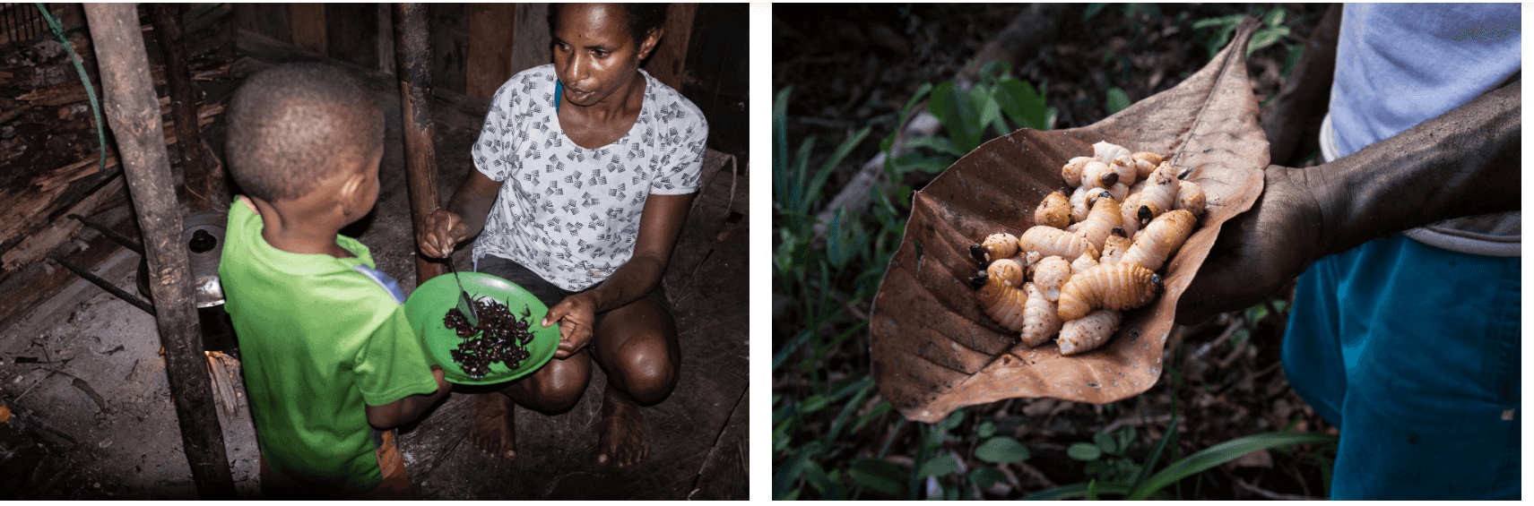 Laura menyuapi seorang anak dengan ulat sagu sebagai makanan (kiri). Ulat sagu yang hidup di bangkai pohon sagu, dianggap sebagai santapan lezat dan kaya protein.