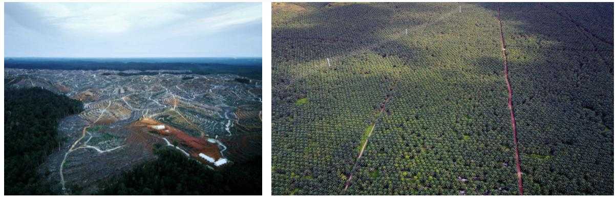 Potret deforestasi untuk perkebunan sawit di Kabupaten Gunung Mas, Kalimantan Tengah (kiri) dan hamparan perkebunan sawit raksasa di Kabupaten Seruyan, Kalimantan Tengah (kanan).
