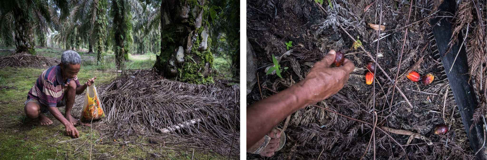 Suku Anak Dalam elder Cilin (left) and Siti (right) gather loose oil palm fruitlets. By Nopri Ismi.