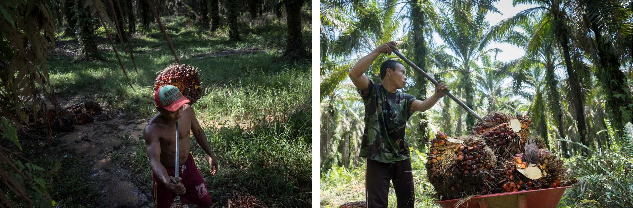 Suhandri (kiri) memanen sawit di sebuah kebun milik masyarakat di Desa Bina Karya, Sumatera Utara. Azari (kanan) bekerja sebagai buruh di perkebunan PT Lonsum di Tebing Tinggi. Oleh Nopri Ismi.