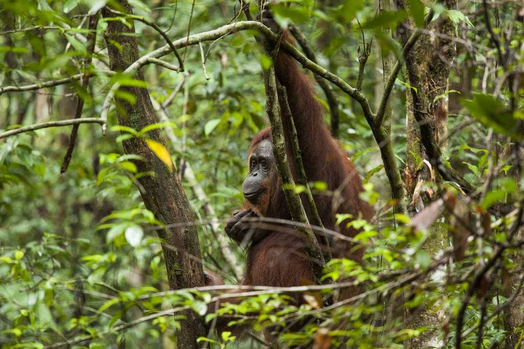 Taman Nasional Tanjung Puting di Kalimantan Tengah merupakan salah satu kawasan dengan konsentrasi terbesar untuk populasi orangutan di alam liar.