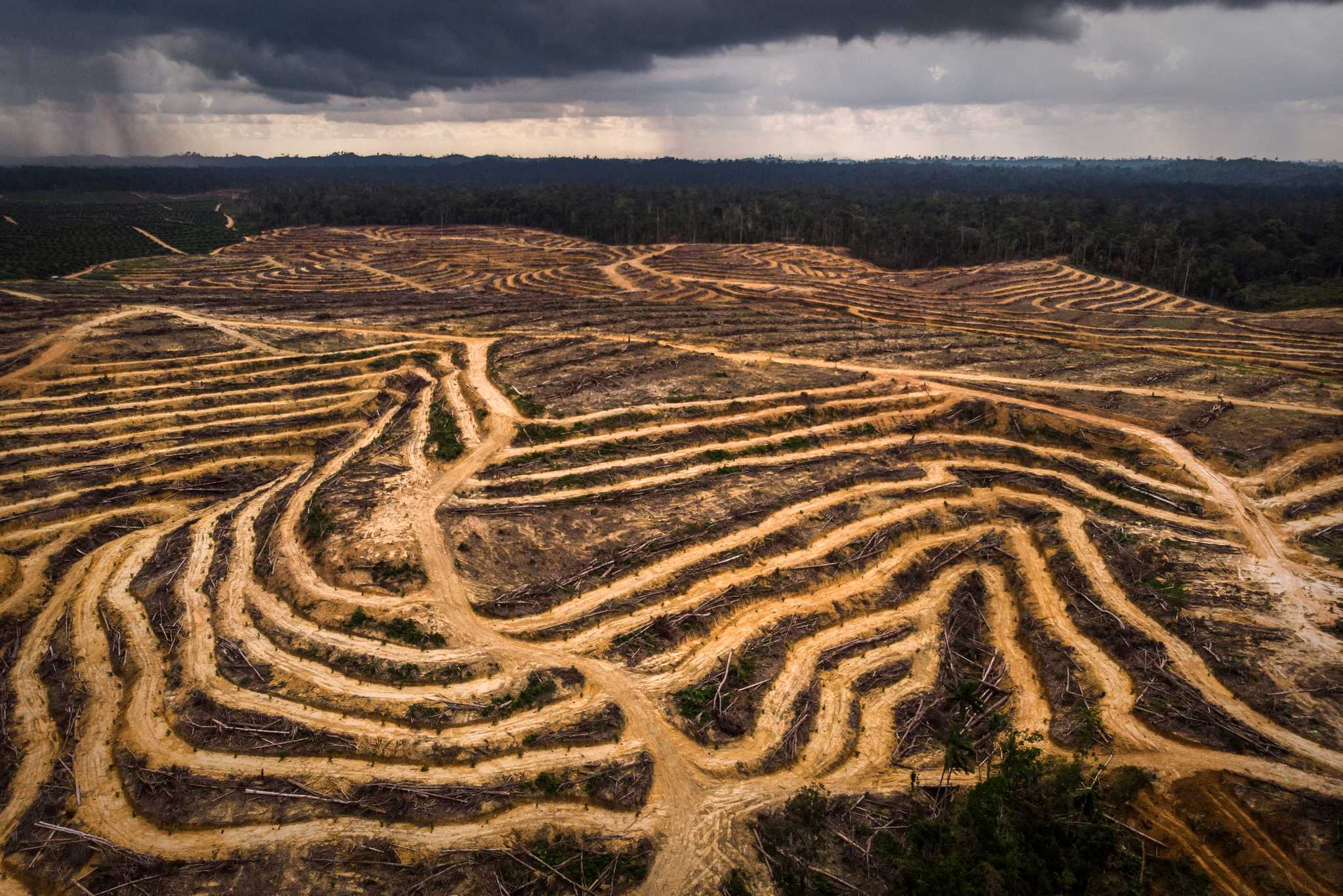Lahan di Kalimantan Timur yang digunduli untuk dijadikan perkebunan sawit. Foto oleh Nanang Sujana.