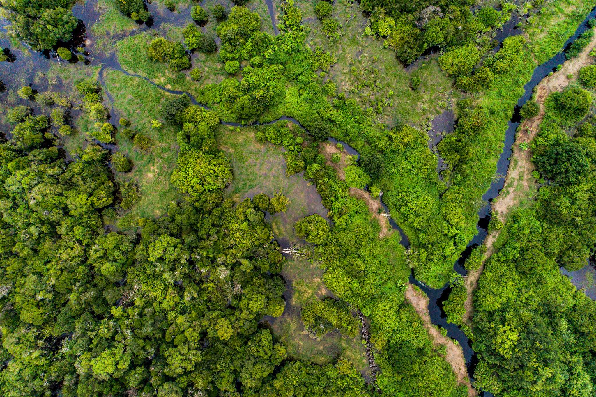 Hutan gambut di Desa Parupuk, Katingan, Central Kalimantan. 