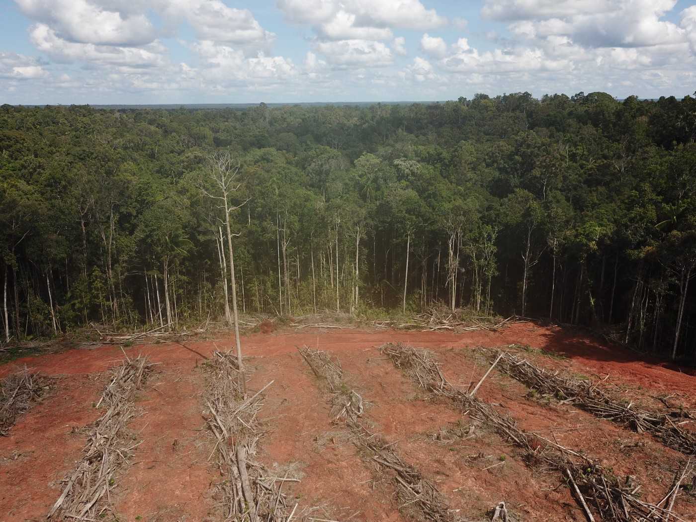 Forest and the boundaries of the area cleared by the Digoel Agri Group. Photo courtesy of Pusaka, January 2020.