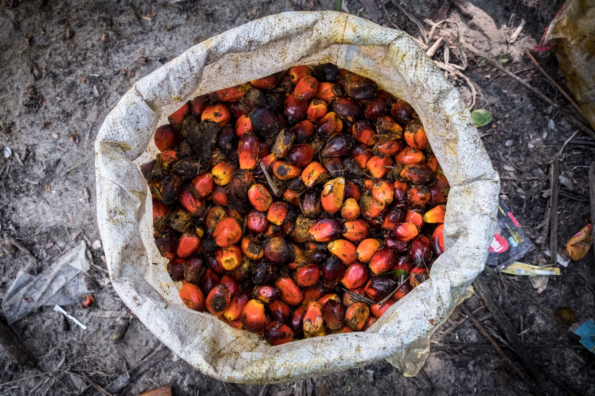 A bag of oil palm fruitlets gathered by the Suku Anak Dalam. 