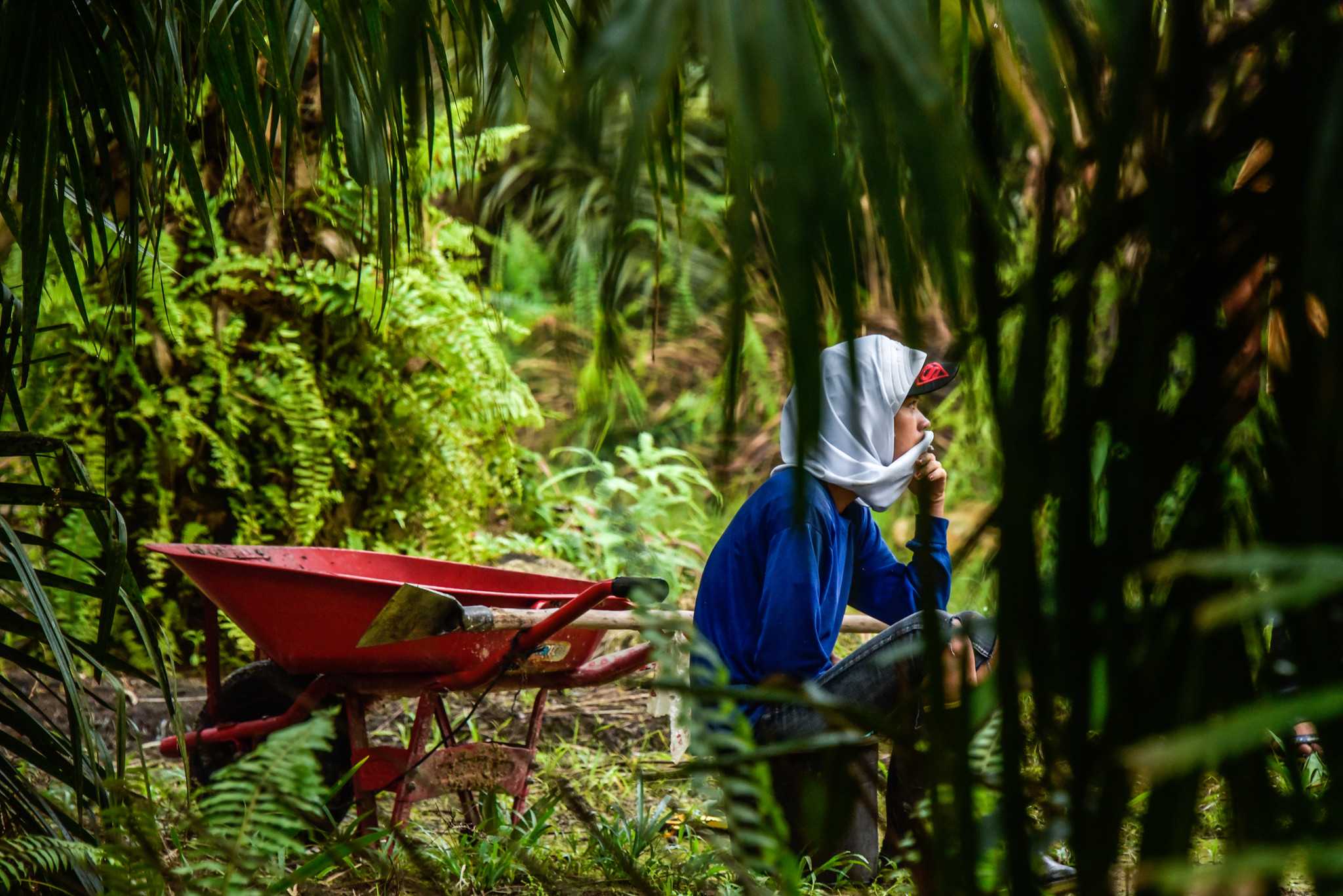 A woman waiting to begin harvesting oil palm in Kapuas Hulu, West Kalimantan. Photo: Icaro Cooke Vieira/CIFOR, CC BY-NC-ND 2.0