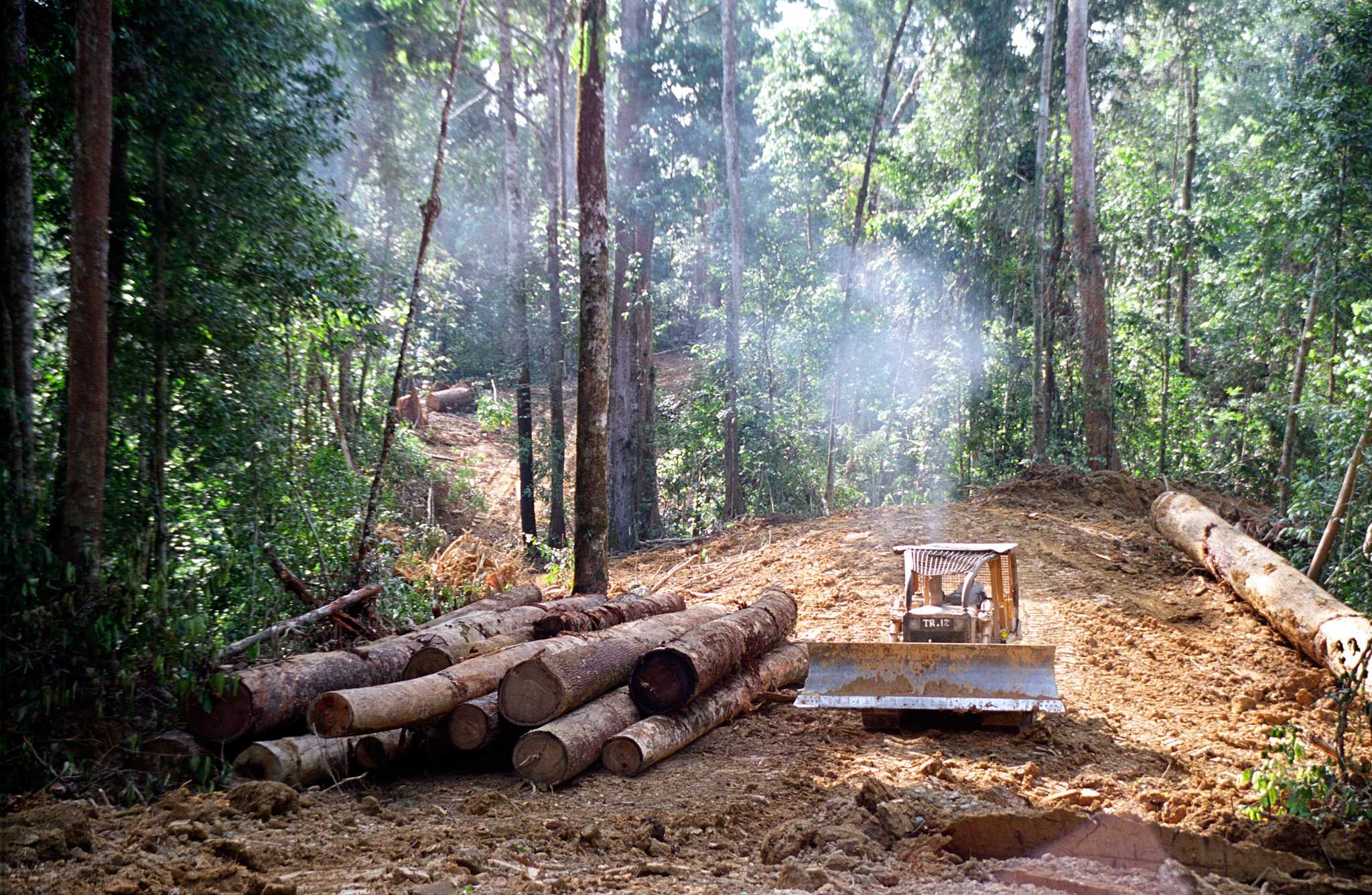 Trees harvested in an oil palm concession in East Kalimantan, in 2003.