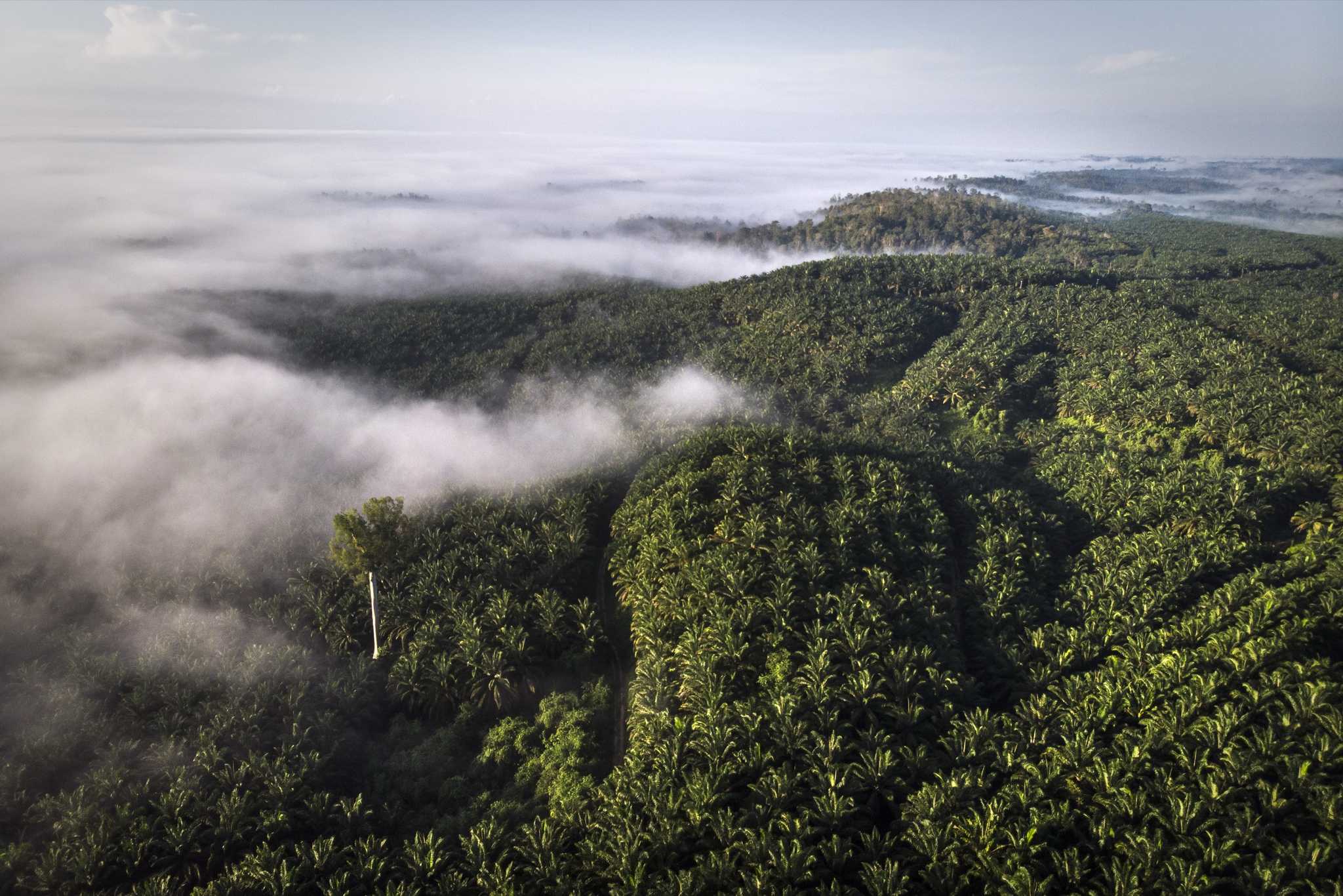 An oil palm plantation in East Kalimantan. 