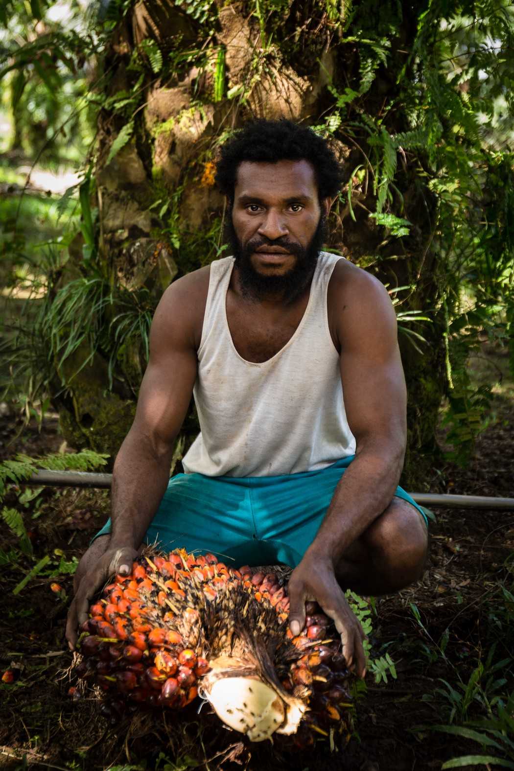 Seorang pria asli Papua sedang memanen buah sawit di Kampung Naga, Boven Digoel.