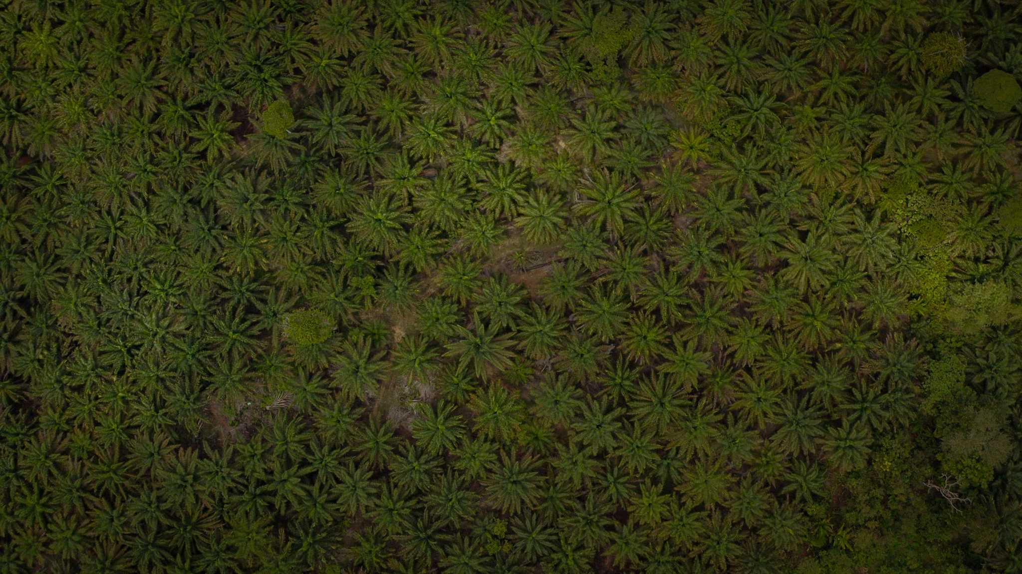 An oil palm plantation in North Kalimantan province.