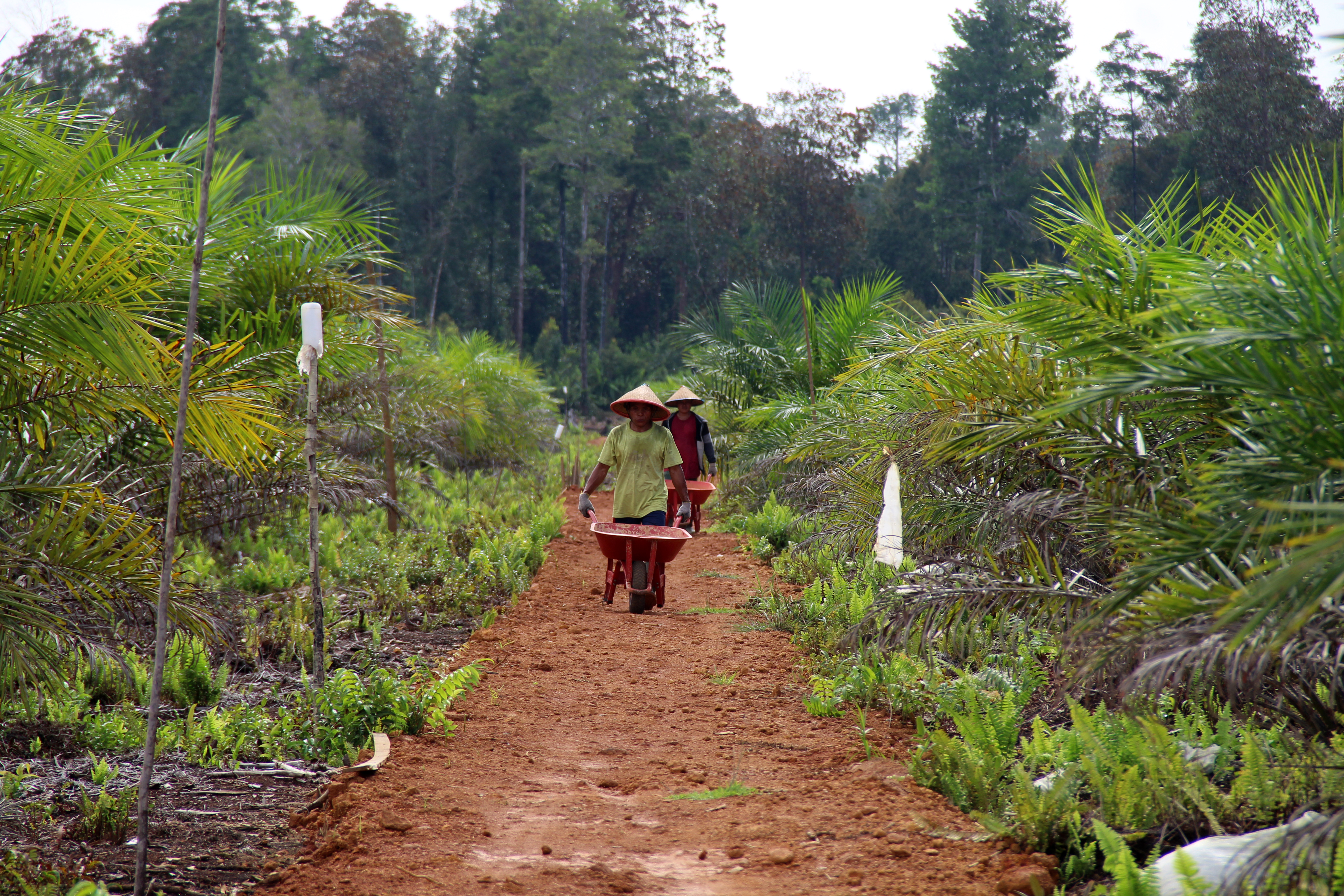 Independent oil palm smallholder Kian pushes a wheelbarrow in the village of Teluk Bakung, West Kalimantan. Photo: Saga Chang.